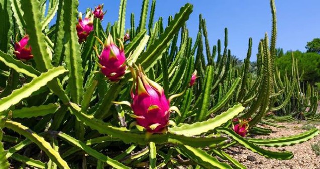 Ejder Meyvesi en iyi nerede yetişir?